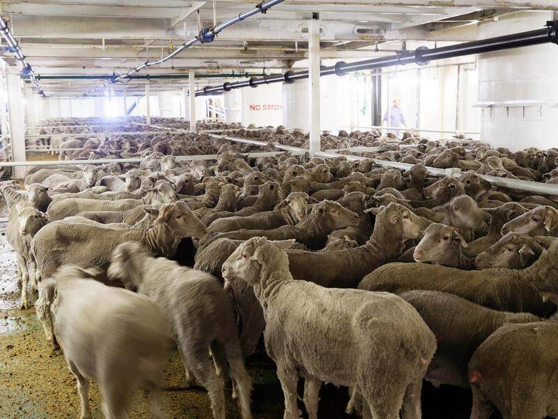 Research suggests dehumidifiers won't help on ships carrying live sheep to the Middle East.
