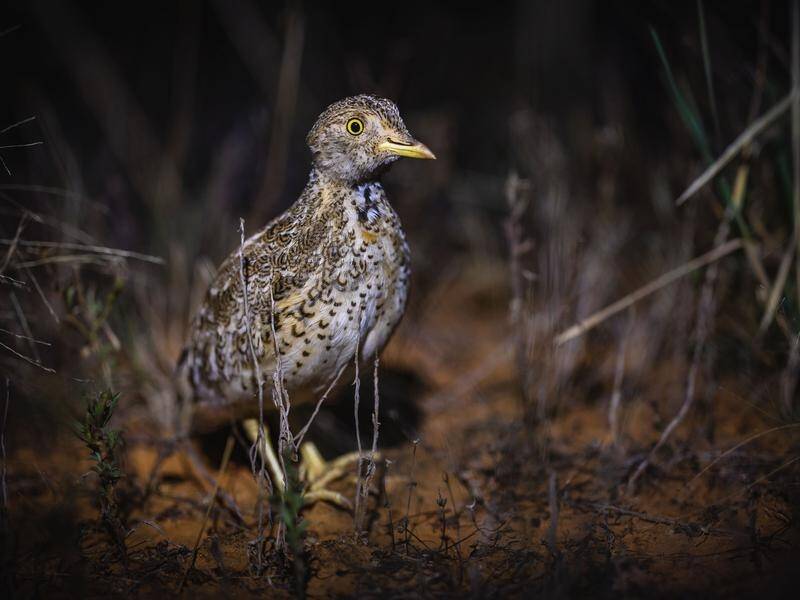 Ten Plains-wanderer birds will be released onto private properties in the Western Riverina in NSW.