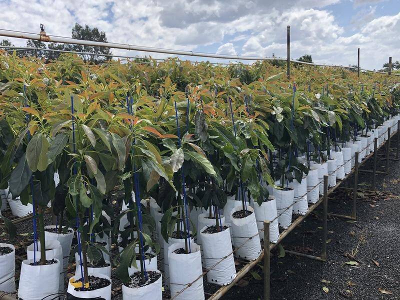 Avocado clonal trees are expected to hit mass production next year in Australia.