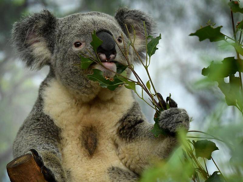 The NSW cabinet has signed off on new policy to protect koala habitat after weeks of division.