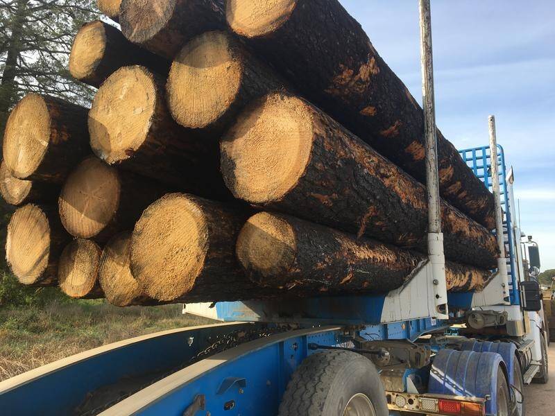The Australian timber industry is dealing with a "tidal wave of demand" due to home-building.