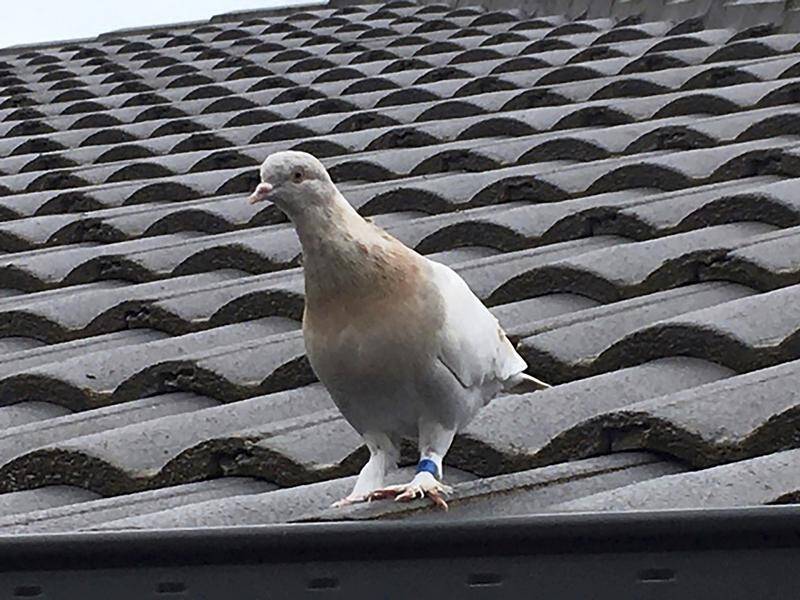 Experts insist Joe the pigeon is a Turkish Tumbler breed, not a displaced US racing pigeon.
