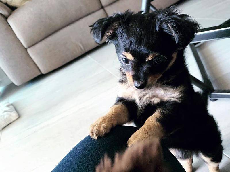 Two Brisbane firefighters have rescued a Chihuahua pup after it got stuck in a reclining lounge.