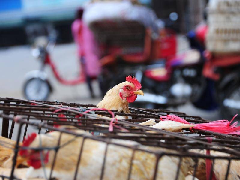 Health experts say a previously circulating strain of H5N6 bird flu appears to have changed.