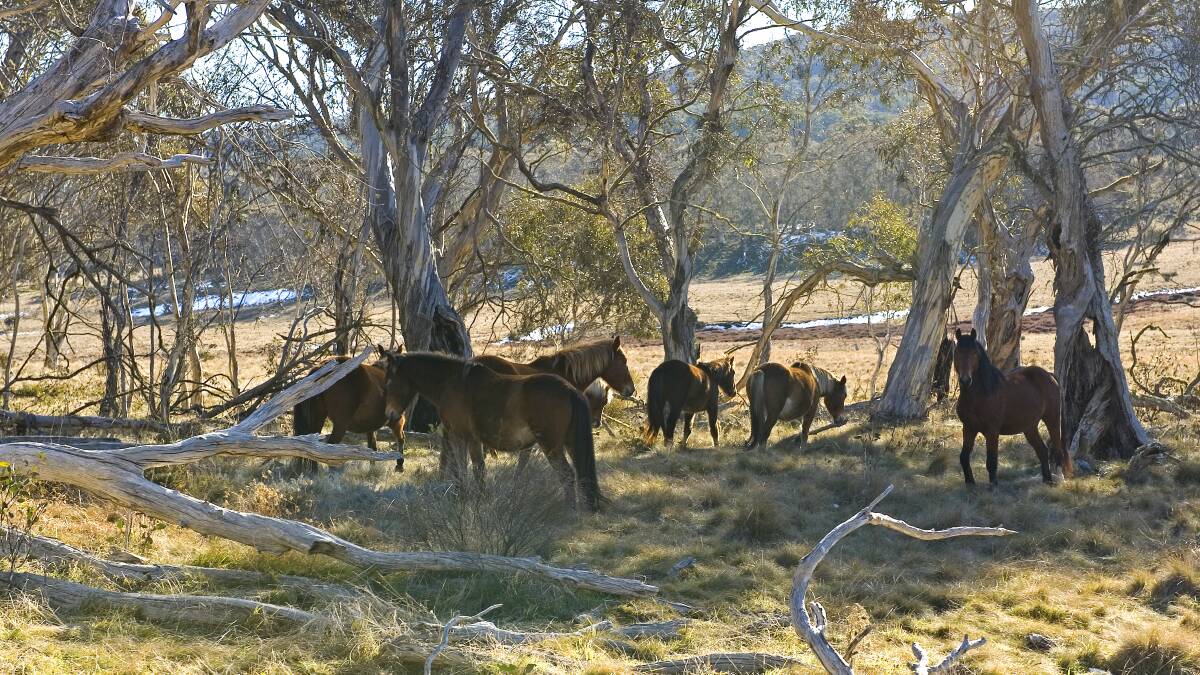Brumbies in the Kosciuszko National Park. Photo: Stuart Cohen, NSW Office of Environment and Heritage. 