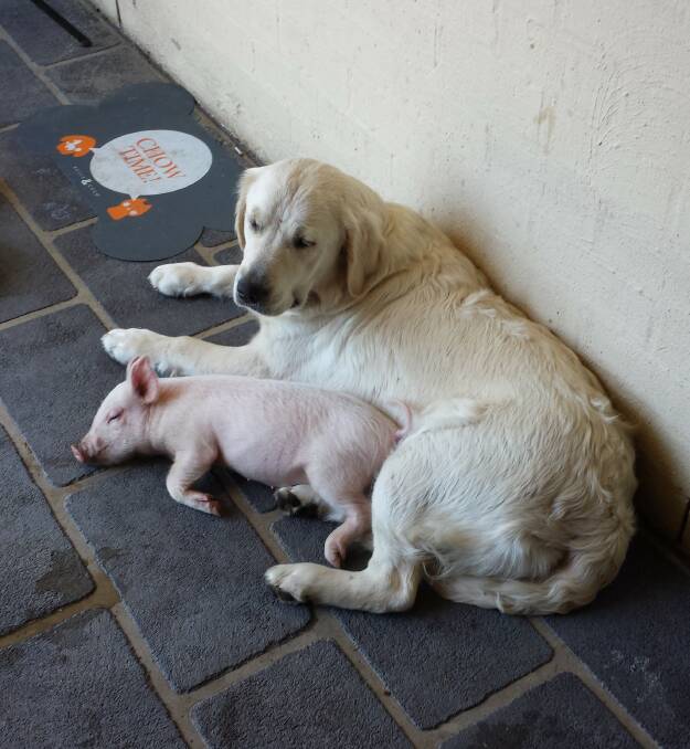 Sophie Wilton’s new pet - aptly named Pig - lounges around with her best friend Lulu.