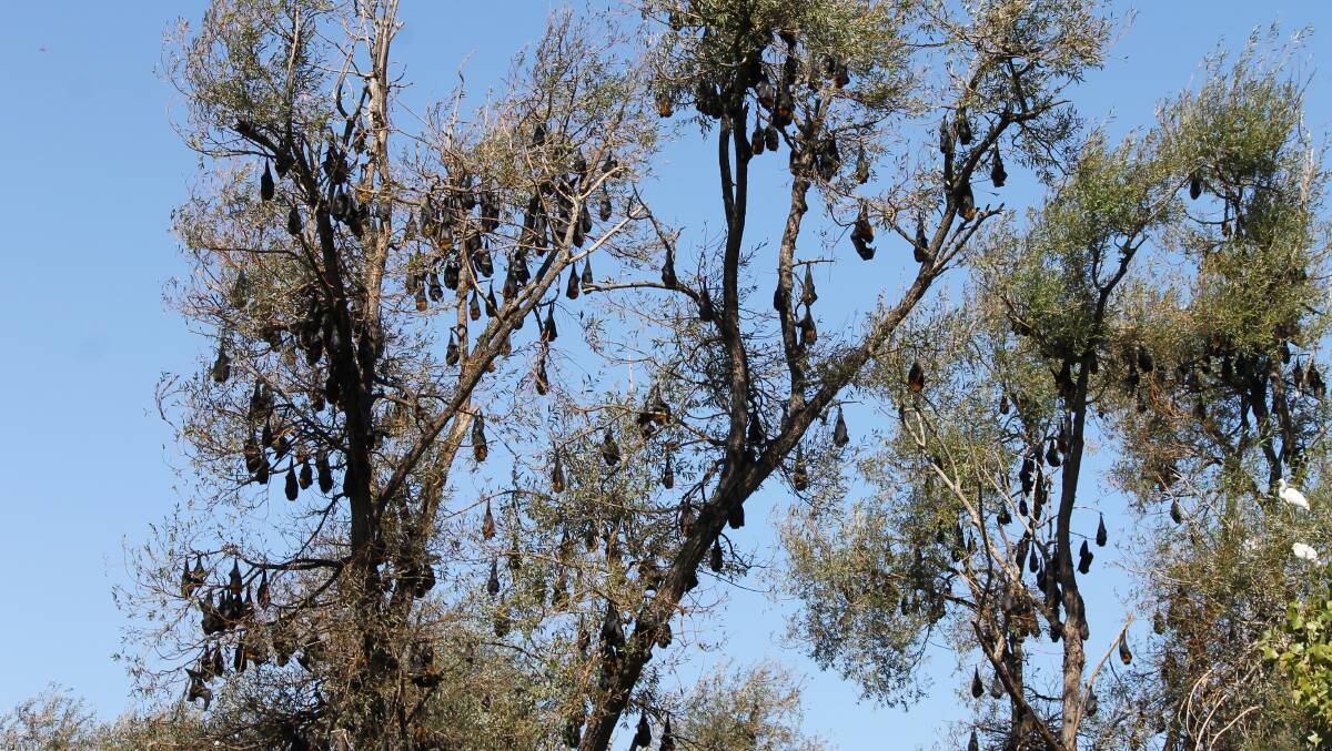 The grey-headed flying fox colony at Bega's Glebe Lagoon is significantly smaller than last year.