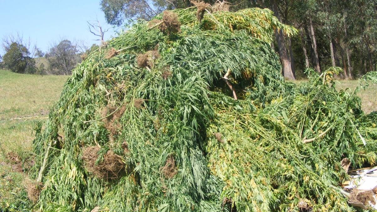 Cannabis plants and dried leaf worth an estimated $500,000 were seized in a series of searches executed in the Bega Valley last week.