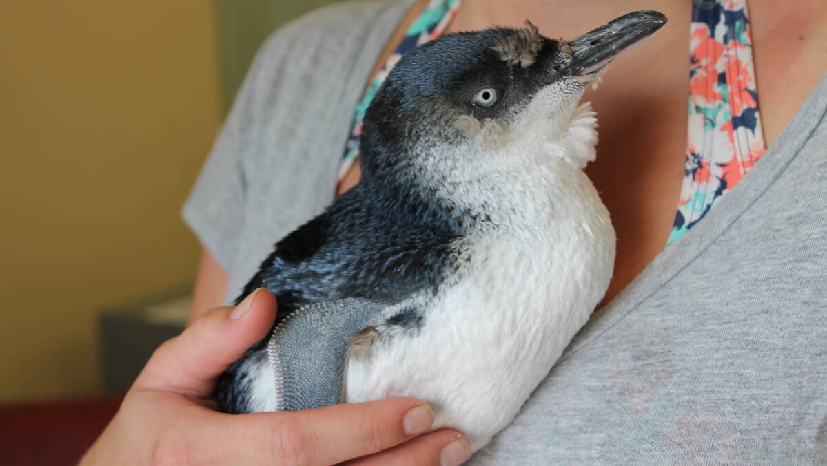 This young penguin was found at Birthy Inlet.