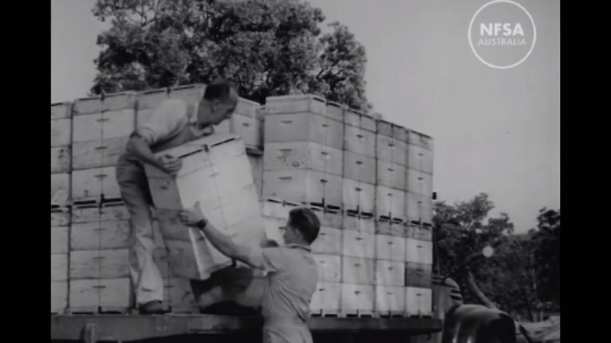 A screenshot of Beekeeping on the Move, a film from the National Film and Sound Archive.