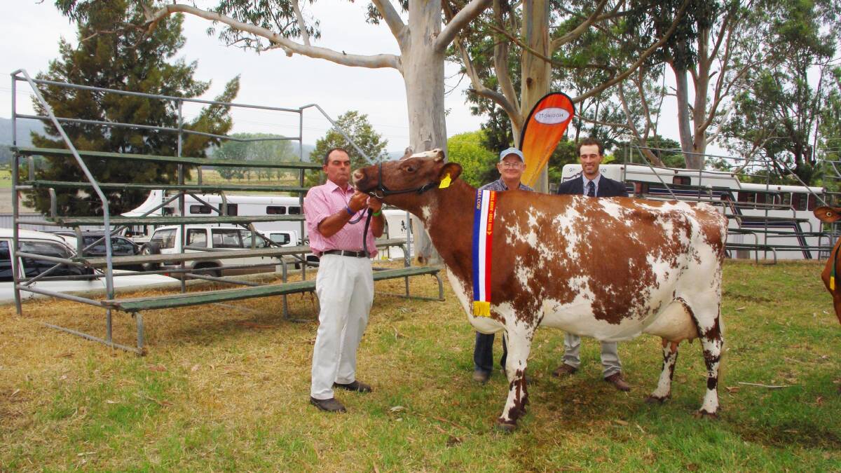 Paul Ringland - with Viewmount Emma 25, champion Illawarra cow of the show - is congratulated by Peter Irving from sponsor Dairy Express and judge Tom Cochrane. Viewmount Emma 25 was also the supreme champion cow of the show.