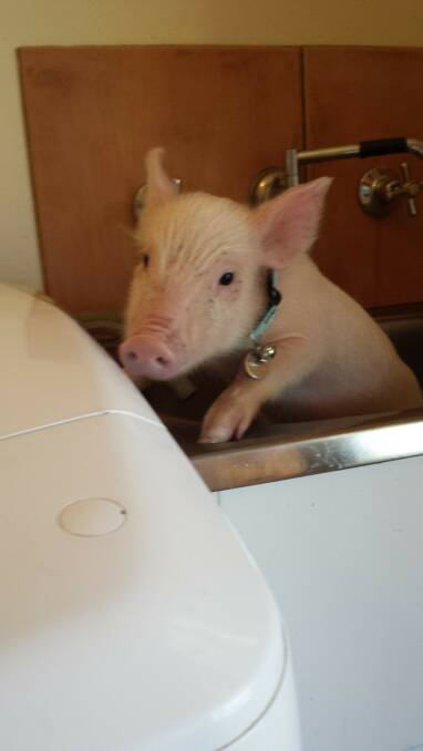 Pig prepares for a bath.