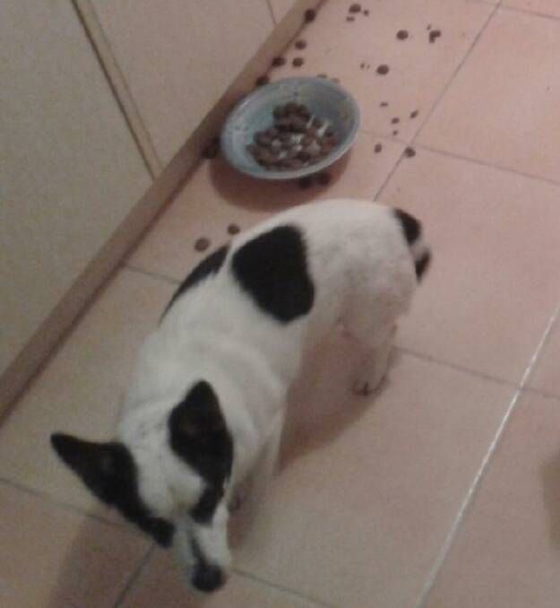 Black and white Jack Russell Buddy went missing on Millingandi Rd on Thursday.