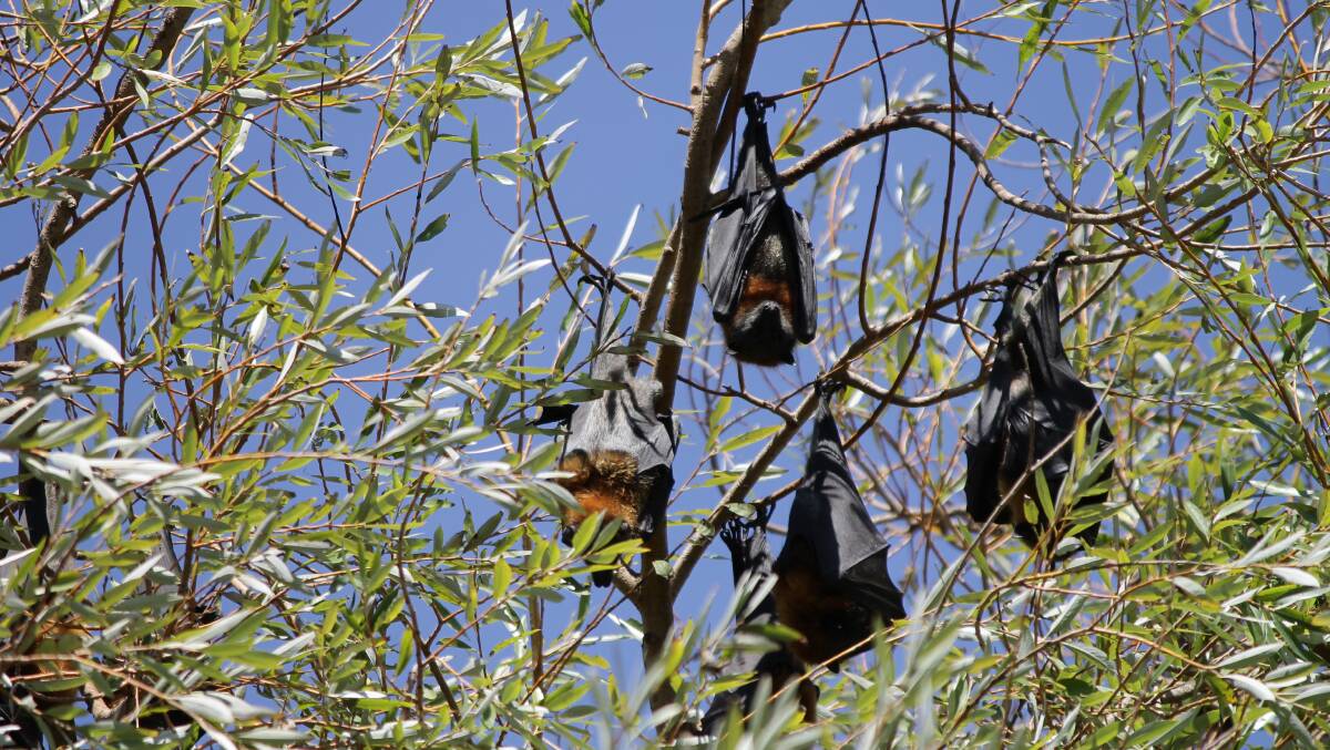 The grey-headed flying fox colony at Bega's Glebe Lagoon is significantly smaller than last year.