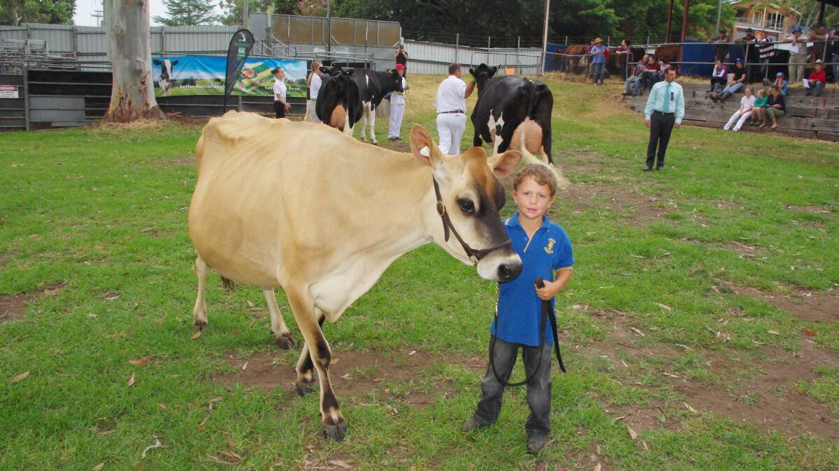 Jack Salway leads his Jersey cow around the judging arena at the Far South Coast National Show.