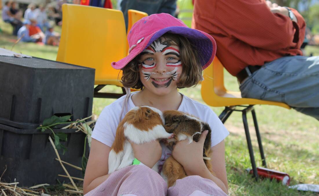 Hannah Collett with some of guinea pigs entered in the morning pet show.
