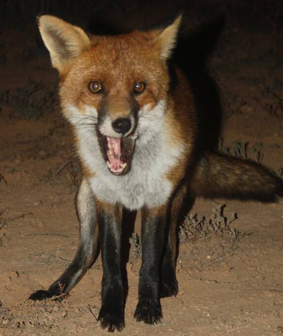 The CWA is calling for a ban on the domestication of foxes in NSW.