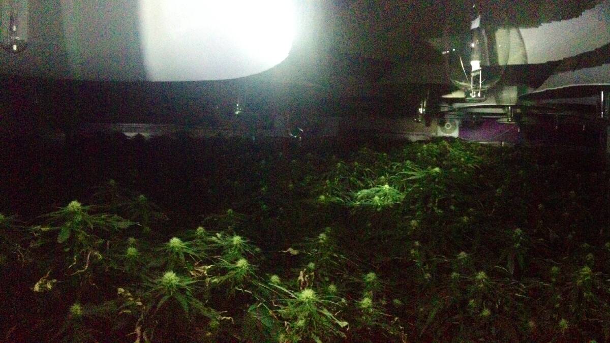 Hydroponic cannabis with an estimated street value of $1.5million was uncovered in a farm house on Bega's outskirts.