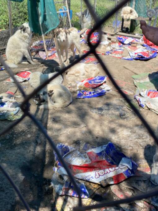 SQUALOR: Food was thrown over the fence to the starving dogs before they were rescued. Picture: Supplied