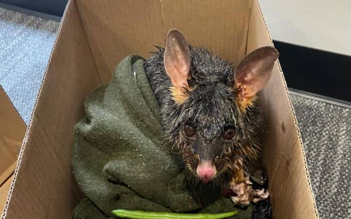 DRENCHED: A soggy brushtail possum that is now in care in the northern beaches following the wild weather. Picture: Heidi Hulspas 