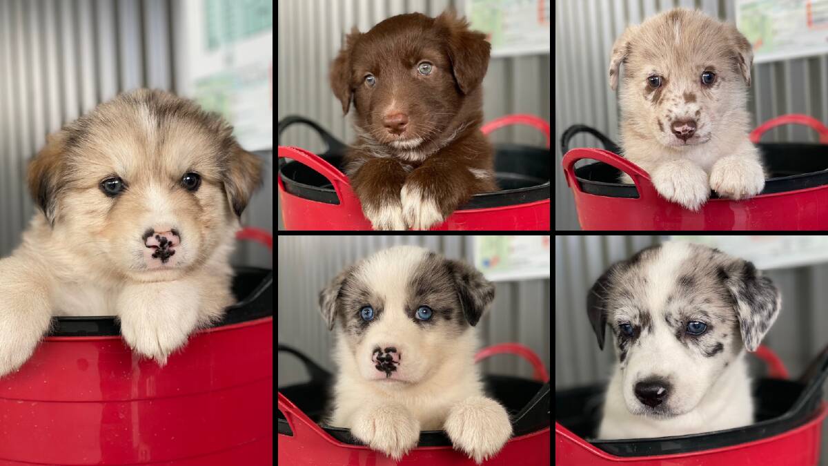 HOMES FOUND: Some of the puppies that were born in care that have since been rehomed. Picture: Supplied