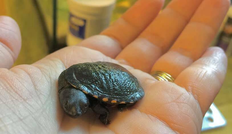 The juvenile freshwater turtle that was washed onto Collaroy Beach. Picture: Sydney Wildlife Rescue