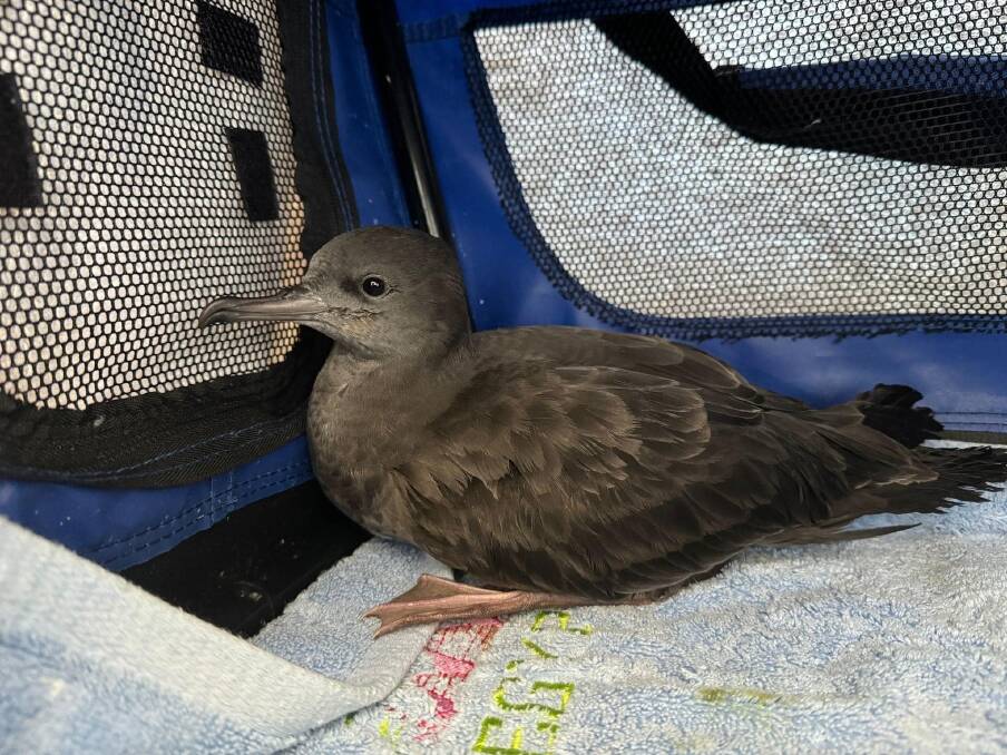 The Australian Seabird and Turtle Rescue South Coast Branch asks people to keep eye out for fledgling wedge-tailed shearwaters. Picture supplied 