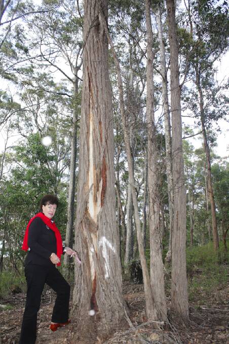 CEO of the Australian Koala Foundation Deborah Tabart inspects trees marked for logging on Goats Knob Road near Tathra.