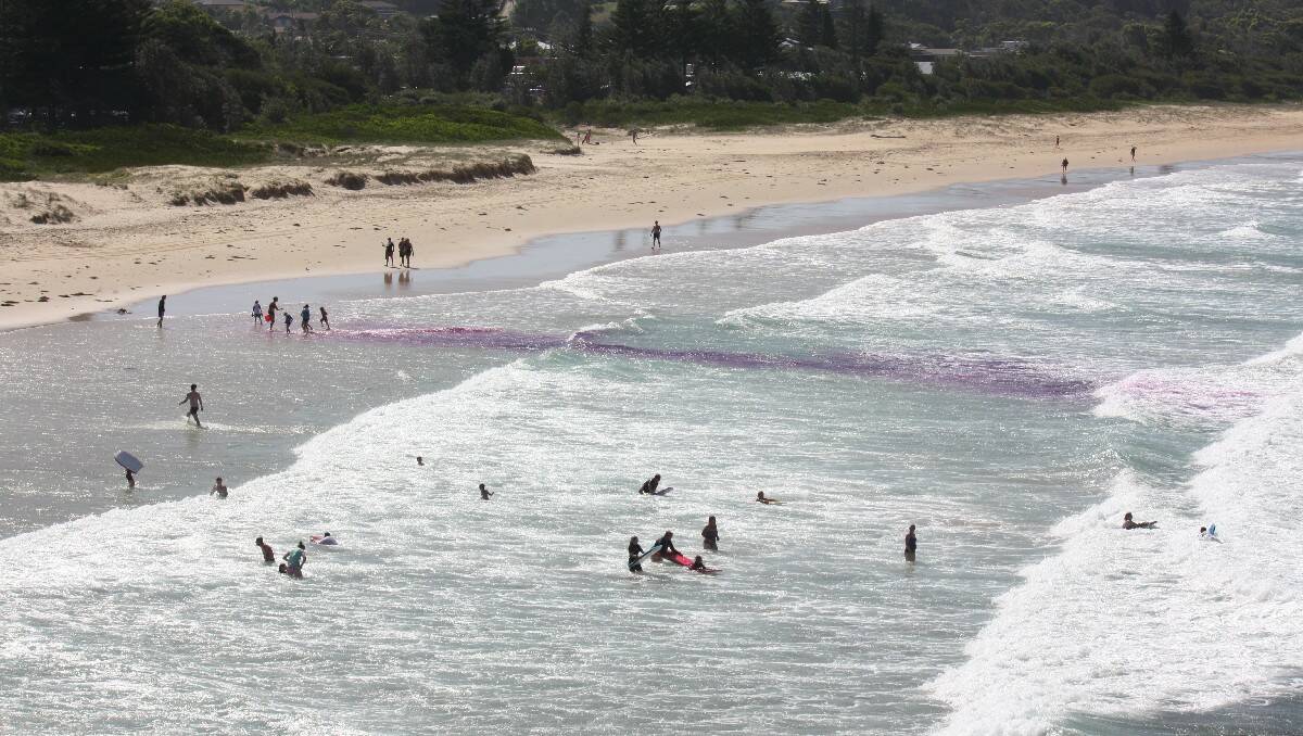 Purple dye is released at Tathra Beach to show the speed and path of a rip current. 