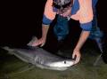 JAWS OF LIFE: Local ferry driver and fisho Danny Turner revive a juvenile great white shark that had beached itself in Berrys Canal in the Shoalhaven River last week.